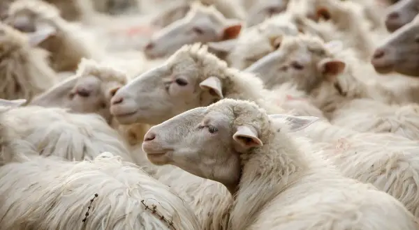 Un gregge di pecore bianche, con la loro morbida lana e la lingua blu visibile in alcune, si muove compatto.