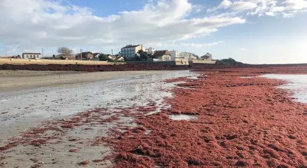 Plage envahie par une algue rouge, un danger potentiel pour l'écosystème. Le rivage est recouvert de cette masse végétale.