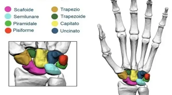 Illustrazione anatomica delle ossa del carpo, che compongono l'articolazione del polso, con colori distinti per ogni osso.