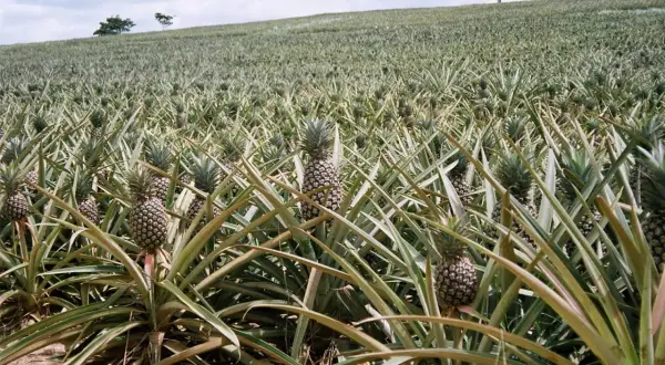 Pole ananasów, gdzie rośnie ananas, z dojrzałymi owocami wśród zielonych liści.