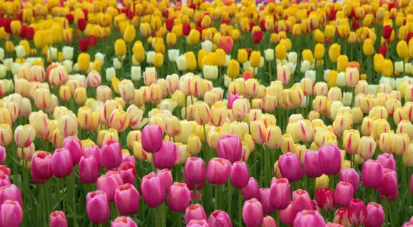 Pole różowych i żółtych tulipanów, idealne na wiosnę, kiedy jest sezon na tulipany.