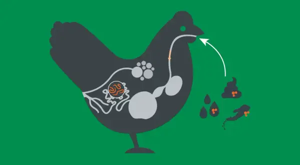 Illustration zeigt das Verdauungssystem eines Huhns mit einem Spulwurm im Darm. Der Kreislauf der Infektion wird durch Pfeile und Kot dargestellt.