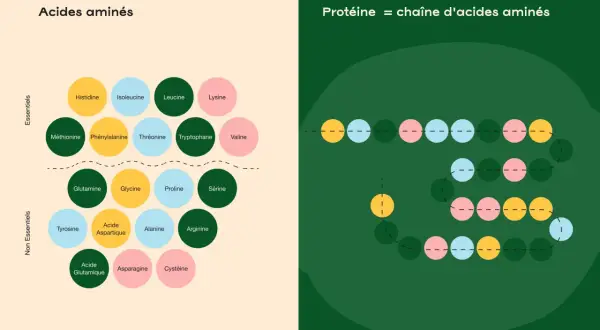 Schéma des acides aminés essentiels et non essentiels, montrant leur rôle comme source de protéine dans une chaîne.