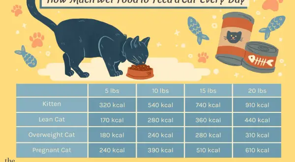 Chart shows how much wet food to feed a cat daily based on weight and life stage, from kittens to pregnant cats.