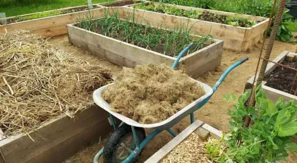 Wózek z materiałem do ściółkowania obok grządek z cebulą i innymi warzywami. Trwa uprawa warzyw.