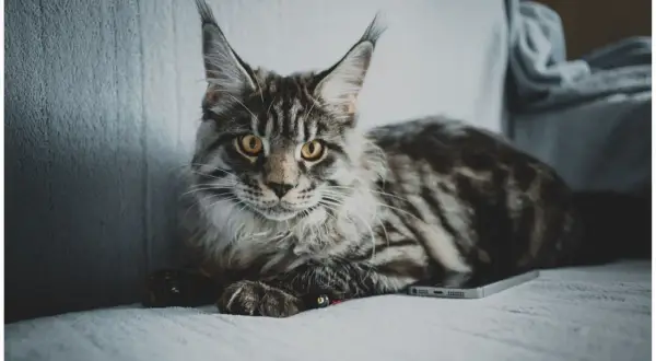 Duży, pręgowany kot Maine Coon leży na kanapie obok telefonu. Zastanawiasz się, jak długo rośnie kot tej rasy?