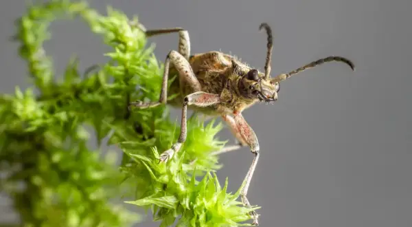 Insetto su muschio verde, un dettaglio che potrebbe suggerire come tenere lontano le cimici.