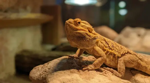 Agama brodata, ciekawy gad, żyje nawet 15 lat. Siedzi na kamieniu pod lampą.