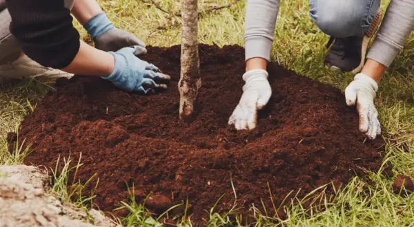 Manos enguantadas ayudan a plantar árboles, cubriendo la tierra alrededor de un joven tronco.