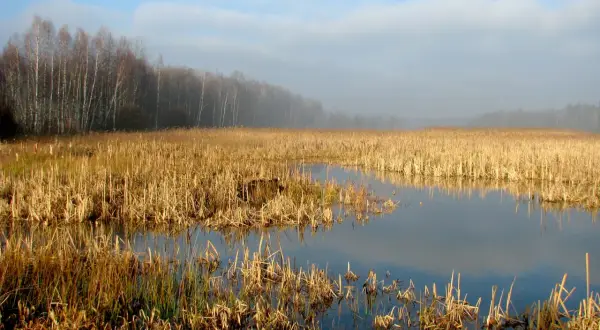 Mglisty poranek nad wodami Kozłowej Góry. Sucha trawa otacza spokojną taflę wody, w oddali las.