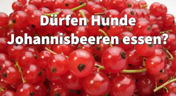 Ein Haufen roter Johannisbeeren mit der Frage: "Dürfen Hunde Johannisbeeren essen?