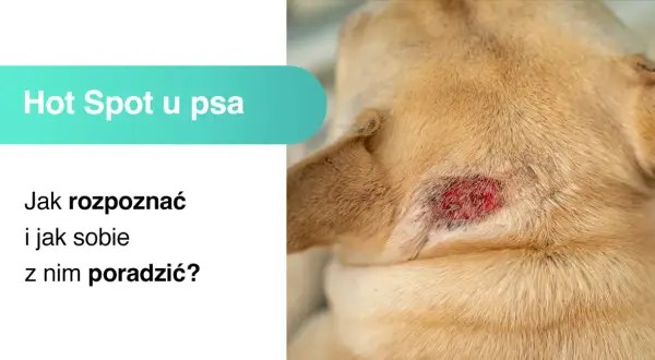 Zbliżenie na zaczerwienioną, podrażnioną skórę na szyi psa z widocznym stanem zapalnym.