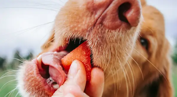 Ein Hund genießt ein Stück Wassermelone, das ihm von einer Hand gereicht wird.