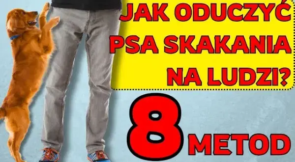 Koniec ze skakaniem! Jak oduczyć szczeniaka bez kar i frustracji?
