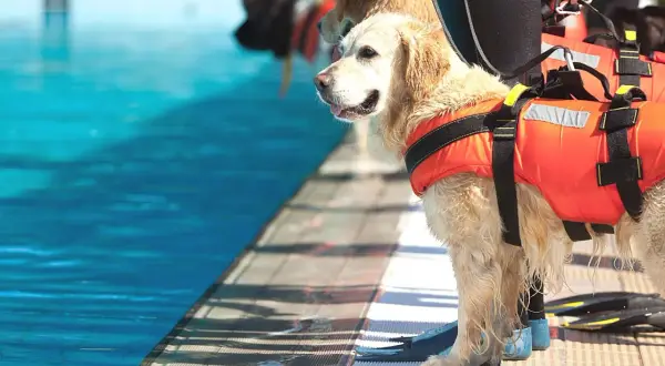 Złoty retriever w kamizelce ratowniczej czeka przy basenie. To dzielny pies ratowniczy gotowy do akcji.