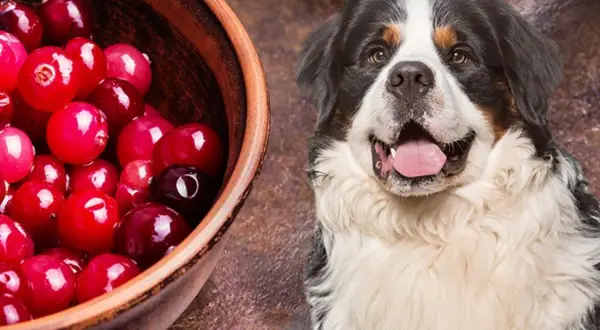 A Bernese Mountain Dog looks curiously at a bowl of cranberries, prompting the question: can dogs eat cranberries?