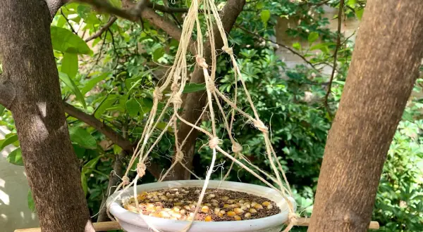Comedero para pájaros hecho a mano, colgando entre árboles. Semillas y maíz esperan a los visitantes.