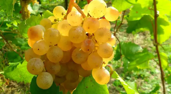 Grappoli dorati di albana di romagna maturi al sole, pronti per un vino dolce e profumato.