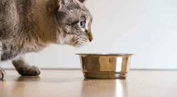Un chat aux yeux bleus examine la quantité croquette chat dans sa gamelle.