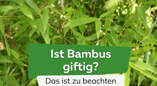 Grüner Bambus im Fokus. Die Frage "Ist Bambus giftig?" wird thematisiert, mit dem Zusatz "Das ist zu beachten".