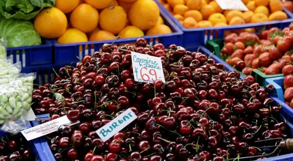 Koszyk pełen soczystych czereśni. Cena za kilogram jest widoczna na etykiecie: 6,59 zł. Obok widać pomarańcze i truskawki.