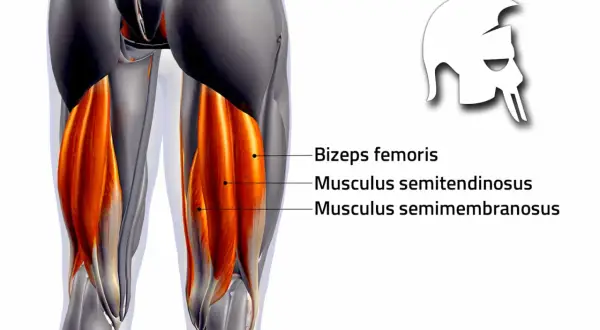 Detailansicht der Knie Anatomie: Muskeln des Oberschenkels, wie Bizeps femoris, semitendinosus und semimembranosus.