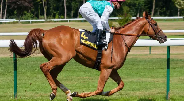 Galop konia: Jak płynnie jeździć i unikać błędów?