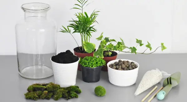 Las w szkle DIY: Stwórz swój miniaturowy ekosystem krok po kroku