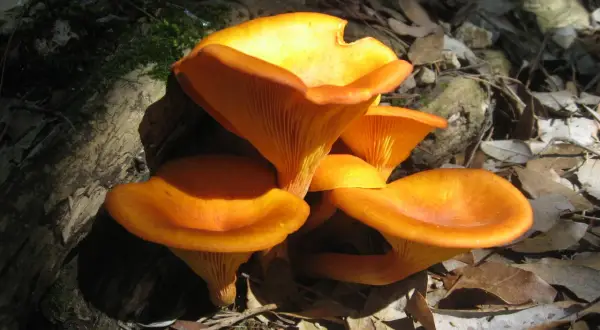 Grupo de setas de olivo anaranjadas, con sus láminas bien definidas, emergiendo entre hojas secas y musgo en un bosque.