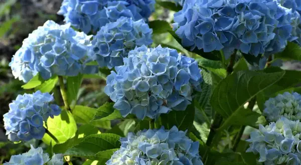 Plantas que no necesitan sol directo: el secreto para un jardín en sombra