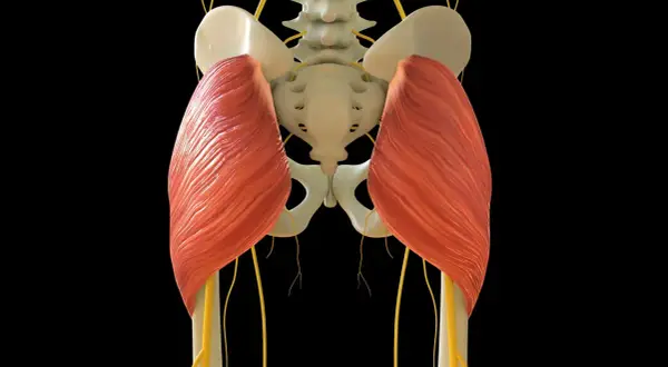 Der musculus gluteus maximus, der größte Gesäßmuskel, ist hier mit Nerven und Beckenknochen dargestellt.