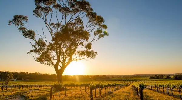 Sonnenuntergang über Weinbergen in Barossa Valley, Australien. Ein alter Baum steht im Vordergrund.