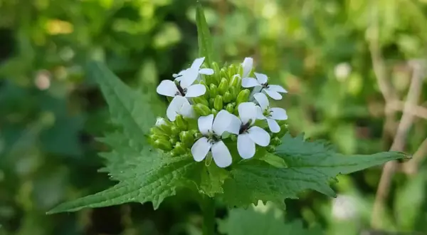 Kleine weiße Blüten der Knoblauchsrauke, bekannt für ihre Heilwirkung, entfalten sich im satten Grün.