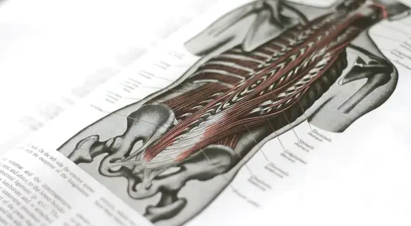 Anatomische Zeichnung des Rückens mit detaillierter Darstellung der Muskulatur, einschließlich des Iliocostalis.