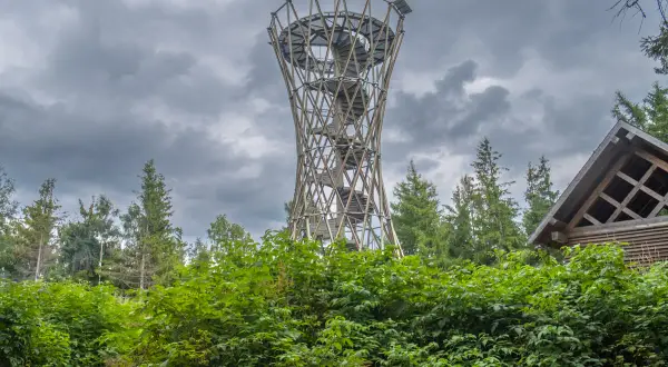Wieża widokowa na górze borowej, otoczona zielenią i drzewami, zaprasza do podziwiania krajobrazu.