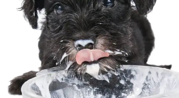 Un cachorro schnauzer negro con la cara cubierta de yogur, lamiendo un cuenco. ¡Los perros pueden comer yogur!