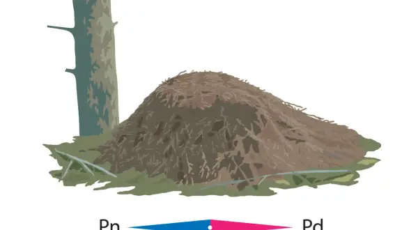 Mrowisko obok drzewa, z zaznaczonymi kierunkami geograficznymi Pn i Pd.