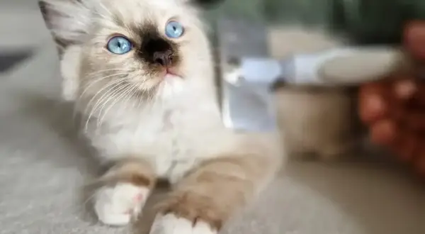Uroczy kotek rasy ragdoll z niebieskimi oczami, czesany szczotką. Czy ragdoll śmierdzi? Absolutnie nie, pachnie czystością i miłością!