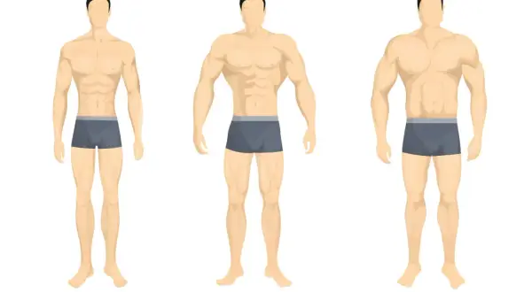 Tre fisici maschili: ectomorfo snello, mesomorfo muscoloso, endomorfo robusto.
