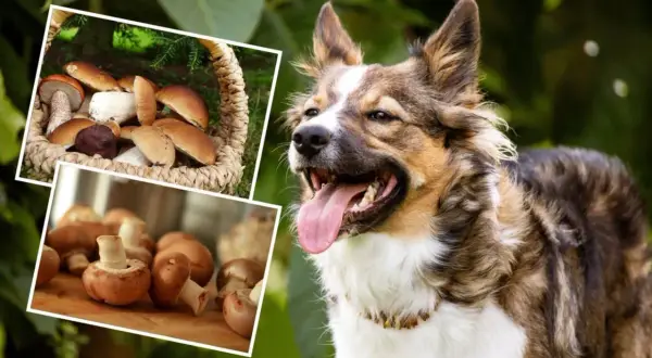 Czy pies może jeść pieczarki smażone? Na zdjęciu pies obok koszyka z grzybami i pieczarek na desce.