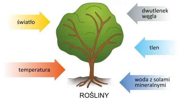 Czym zajmuje się biologia i dlaczego jest kluczowa dla życia?