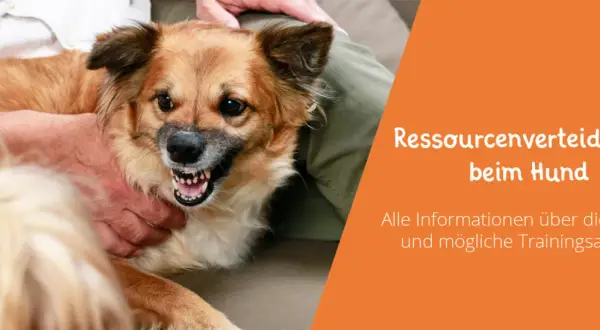 Ein Hund zeigt Zähne, was auf Ressourcenverteidigung hindeutet. Informationen zu Gründen und Trainingsansätzen.