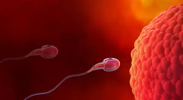 Spermatozoa zbliżają się do komórki jajowej, rozpoczynając proces zapłodnienia i potencjalną implantację.
