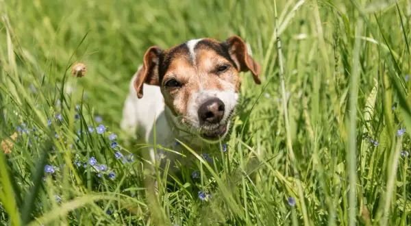 Ein kleiner Hund mit braunen Flecken im Fell steht im hohen grünen Gras und frisst genüsslich. Kleine blaue Blumen blühen um ihn herum.