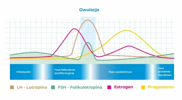 Wykres cyklu menstruacyjnego: stosunek LH do FSH, estrogenu i progesteronu w fazach cyklu.