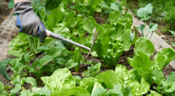 Gärtner mit Handschuh jätet Unkraut zwischen frisch gepflanztem Salat.