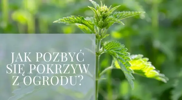 Jak skutecznie pozbyć się pokrzyw z ogrodu: 5 sprawdzonych metod