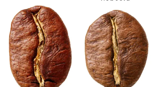 Ziarna kawy Arabica i Robusta. Która kawa lepsza? Zobacz różnice w wyglądzie.