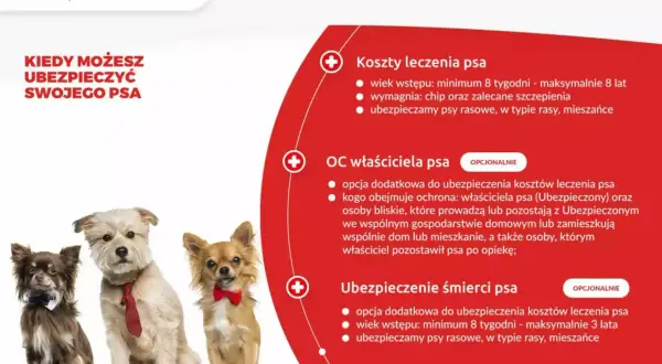 Ile kosztuje głupi jaś dla psa? Ceny, bezpieczeństwo, alternatywy