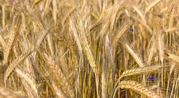 Champ de blé mûr, les épis dorés se balancent. La densité de semis de triticale kg/ha est optimisée pour une récolte abondante.